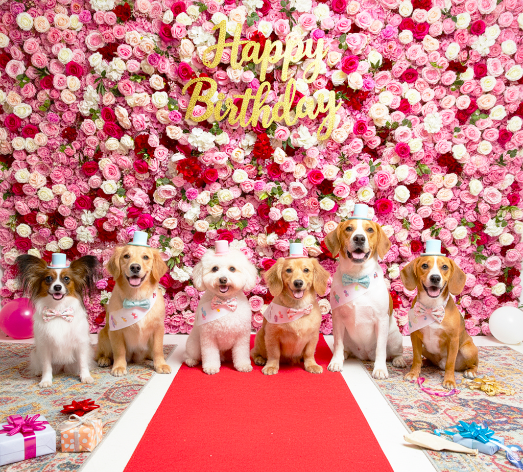 フラワーウォール 誕生日パーティー ペット撮影 大阪